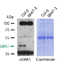 GPA1 | Guanine nucleotide-binding protein subunit alpha 1 (affinity purified) in the group Antibodies Plant/Algal / Developmental Biology / Signal transduction at Agrisera AB (Antibodies for research) (AS12 2370)